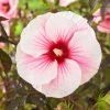 Hibiscus Moscheutos Pink Candy - Hibiscus Des Marais -Promesse de fleurs Boutique Hibiscus moscheutos Pink Candy 100637 1