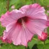 Hibiscus Moscheutos Sweet Caroline - Hibiscus Des Marais -Promesse de fleurs Boutique Hibiscus moscheutos Sweet Caroline 83350 1