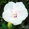 Hibiscus Syriacus China Chiffon - Althéa Blanc -Promesse de fleurs Boutique Hibiscus syriacus China Chiffon 100641 1