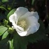 Hibiscus Syriacus Diana - Althéa Blanc -Promesse de fleurs Boutique Hibiscus syriacus Diana 88712 1