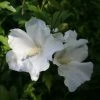 Hibiscus Syriacus Eléonore - Althéa Simple, Blanc Pur -Promesse de fleurs Boutique Hibiscus syriacus Eleonore 82325 1