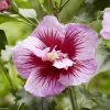 Hibiscus Syriacus Flower Tower Purple - Althea Rose à Coeur Rouge -Promesse de fleurs Boutique Hibiscus syriacus Flower Tower Purple Gandini Santiago Althea rose a coeur rouge copyright 17190 1