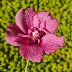 Hibiscus Syriacus Flower Tower Ruby - Althea