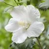 Hibiscus Syriacus Flower Tower White - Althea Blanc -Promesse de fleurs Boutique Hibiscus syriacus Flower Tower White Gandini van Aart Althea blanc copyright 17191 1