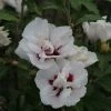Hibiscus Syriacus Lady Stanley - Althéa Semi-double Bicolore 2 Hibiscus Syriacus Lady Stanley - Althéa Semi-double Bicolore -Promesse de fleurs Boutique Hibiscus syriacus Lady Stanley 81337 1