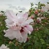 Hibiscus Syriacus Leopoldii - Althea En Arbre -Promesse de fleurs Boutique Hibiscus syriacus Leopoldii 100642 1