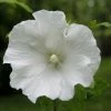 Hibiscus Syriacus Totus Albus - Althéa Blanc Pur. -Promesse de fleurs Boutique Hibiscus syriacus Totus Albus 84095 1