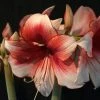 Amaryllis Charisma 1 Amaryllis Charisma -Promesse de fleurs Boutique Hippeastrum Charisma ld ukhviid 56965 1
