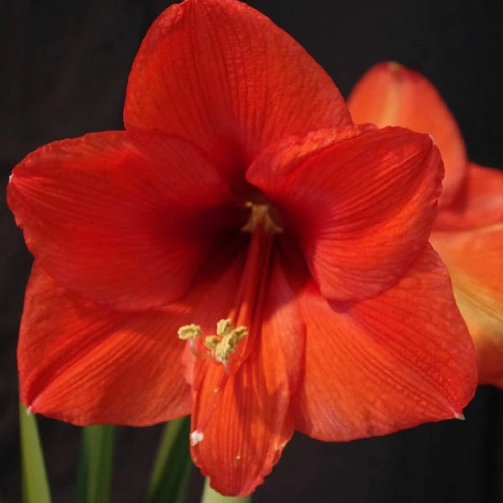 Amaryllis Orange Souvereign 3 Amaryllis Orange Souvereign