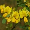 Coronilla Emerus (Hippocrepis) - Coronille Des Jardins 2 Coronilla Emerus (Hippocrepis) - Coronille Des Jardins -Promesse de fleurs Boutique Hippocrepis Coronilla emerus 84096 1