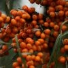 Hippophae Rhamnoides Friesdorfer Orange - Argousier -Promesse de fleurs Boutique Hippophae rhamnoides Friesdorfer Orange 82925 1