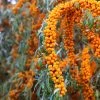 Hippophae Rhamnoides Orange Energy - Argousier