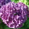 Hortensia - Hydrangea Macrophylla Hovaria Hobergine -Promesse de fleurs Boutique Hortensia Hobergine 67795 1