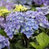 Hortensia - Hydrangea Macrophylla Black Steel Purple 2 Hortensia - Hydrangea Macrophylla Black Steel Purple -Promesse de fleurs Boutique Hortensia Hydrangea macrophylla Black Steel Purple IF 17907 1