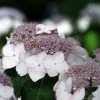 Hortensia Macrophylla Cloudi -Promesse de fleurs Boutique Hortensia Hydrangea macrophylla Cloudi copyright 1006451 1