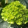 Hortensia - Hydrangea Macrophylla Green Ever Belles -Promesse de fleurs Boutique Hortensia Hydrangea macrophylla Green Ever Belles Hortmagreclo copyright 183801 1
