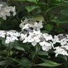Hortensia Macrophylla Lanarth White