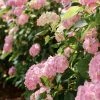 Hortensia - Hydrangea Macrophylla Soft Pink Salsa 1 Hortensia - Hydrangea Macrophylla Soft Pink Salsa -Promesse de fleurs Boutique Hortensia Hydrangea macrophylla Soft Pink Salsa Music Collection copyright 183431 1