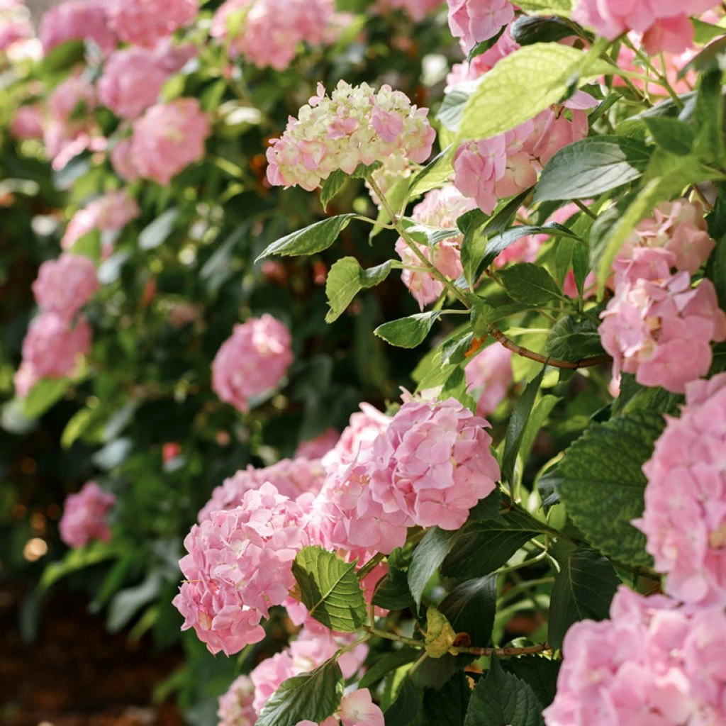 Hortensia - Hydrangea Macrophylla Soft Pink Salsa 3 Hortensia - Hydrangea Macrophylla Soft Pink Salsa