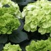 Hortensia - Hydrangea Macrophylla Verdi -Promesse de fleurs Boutique Hortensia Hydrangea macrophylla Verdi IF 17906 1