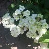 Hortensia - Hydrangea Serrata White On White 2 Hortensia - Hydrangea Serrata White On White -Promesse de fleurs Boutique Hortensia Hydrangea serrata White on White IF 182991 1
