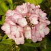 Hortensia - Hydrangea Macrophylla Sabrina -Promesse de fleurs Boutique Hortensia Sabrina 67872 1