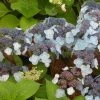Hortensia - Hydrangea Serrata Shojo -Promesse de fleurs Boutique Hortensia Shojo 67827 1