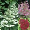 Hydrangea Paniculata Wim's Red - Hortensia Paniculé 1 Hydrangea Paniculata Wim's Red - Hortensia Paniculé -Promesse de fleurs Boutique Hortensia WimsRed juli 67828 1