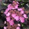 Hortensia Hybride - Hydrangea Daredevil 2 Hortensia Hybride - Hydrangea Daredevil -Promesse de fleurs Boutique Hortensia hybride hydrangea daredevil copyright 15070 1