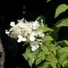 Hortensia - Hydrangea Paniculata White Moth 1 Hortensia - Hydrangea Paniculata White Moth -Promesse de fleurs Boutique Hortensia paniculata White Moth 67816 1