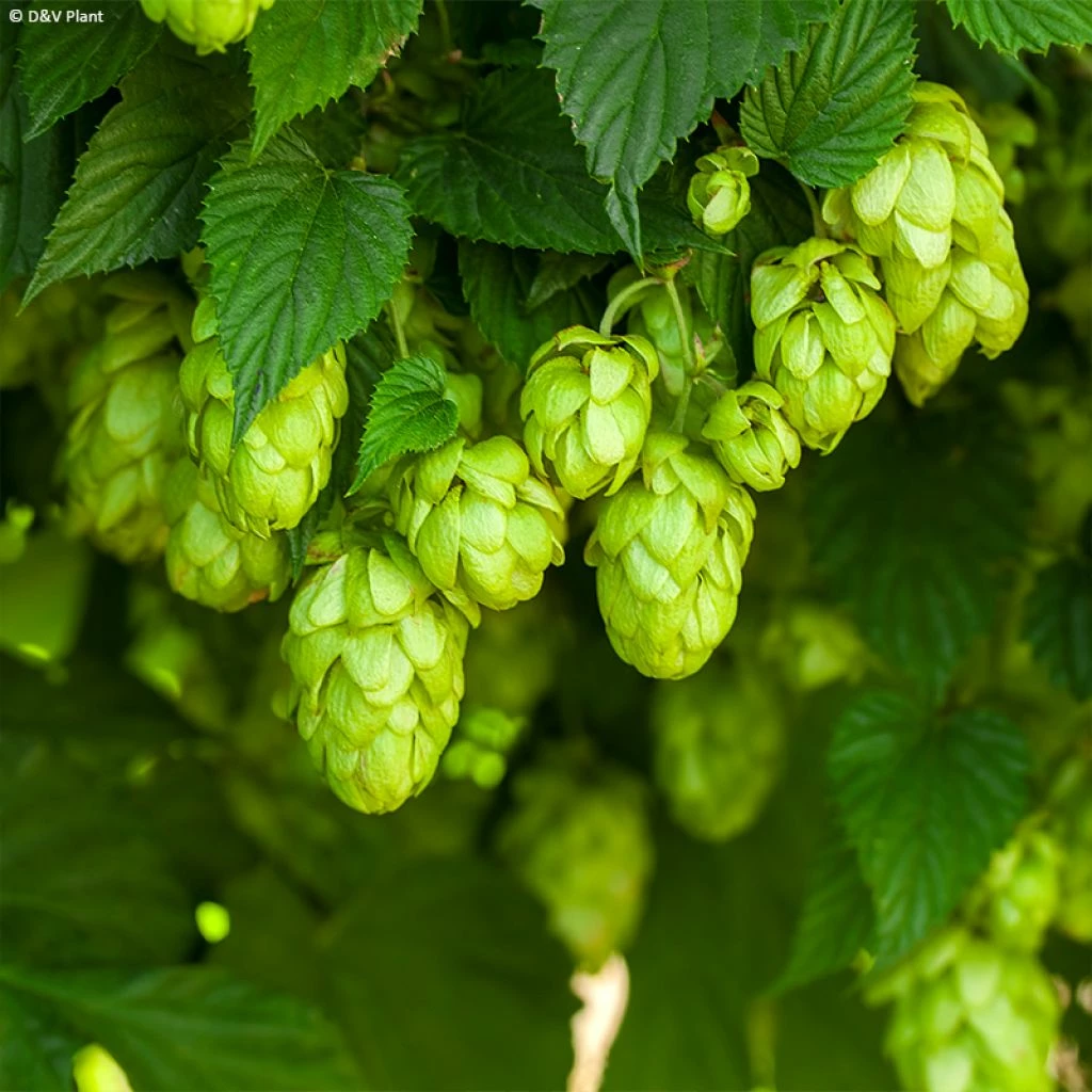 Houblon HOPS (Humulus) - Véritable Houblon De Brassage 3 Houblon HOPS (Humulus) - Véritable Houblon De Brassage