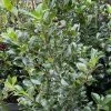 Houx - Ilex X Meserveae Heckenpracht -Promesse de fleurs Boutique Houx Ilex x meserveae Heckenpracht V 1001281 1