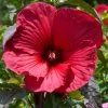 Hibiscus Moscheutos Rouge -Promesse de fleurs Boutique Hubiscus moschetos rouge copyright 846041 1