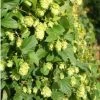 Humulus Lupulus Nordbrau - Houblon Femelle 1 Humulus Lupulus Nordbrau - Houblon Femelle -Promesse de fleurs Boutique Humulus lupulus Nordbrau 86447 1