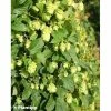Houblon - Humulus Lupulus Prima Donna -Promesse de fleurs Boutique Humulus lupulus Prima Donna 86224 1