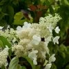 Hydrangea Paniculata Kyushu - Hortensia Paniculé