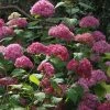 Hortensia Arborescens Bella Anna -Promesse de fleurs Boutique Hydrangea Bella Anna 67833 2