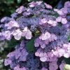 Hortensia - Hydrangea Serrata Vicomte De Kerlot -Promesse de fleurs Boutique Hydrangea Vicomte de Kerlot IF 16670 1