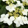 Hortensia - Hydrangea Angustipetala Golden Crane -Promesse de fleurs Boutique Hydrangea angustipetala Golden Crane 86462 1