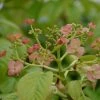 Hydrangea Anomala Crug Coral - Hortensia Grimpant -Promesse de fleurs Boutique Hydrangea anomala Crug Coral 86464 1