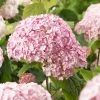 Hortensia Arborescens Candybelle® Bubblegum -Promesse de fleurs Boutique Hydrangea arborescens Candybelle Bubblegum 89524 1