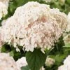 Hortensia Arborescens Candybelle Marshmallow 1 Hortensia Arborescens Candybelle Marshmallow -Promesse de fleurs Boutique Hydrangea arborescens Candybelle Marshmallow 89525 1