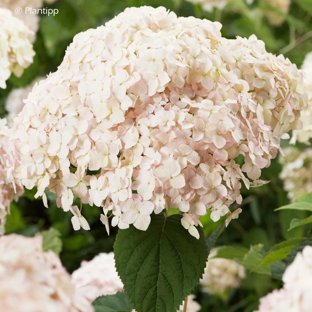 Hortensia Arborescens Candybelle Marshmallow 3 Hortensia Arborescens Candybelle Marshmallow