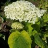 Hortensia Arborescens Golden Annabelle -Promesse de fleurs Boutique Hydrangea arborescens Golden Annabelle 86250 1