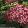 Hortensia Arborescens Ruby Annabelle -Promesse de fleurs Boutique Hydrangea arborescens Invincibelle Ruby 83730 1