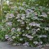 Hortensia - Hydrangea Aspera Bellevue -Promesse de fleurs Boutique Hydrangea aspera Bellevue 82657 1