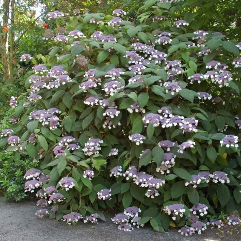 Hortensia - Hydrangea Aspera Bellevue 3 Hortensia - Hydrangea Aspera Bellevue