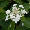 Hydrangea Paniculata Levana - Hortensia Paniculé -Promesse de fleurs Boutique Hydrangea levana 7423 1 1