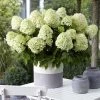 Hydrangea Paniculata Little Spooky - Hortensia Paniculé -Promesse de fleurs Boutique Hydrangea little spooky 16579 1
