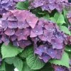 Hortensia - Hydrangea Macrophylla Deep Purple Dance (Music Collection) -Promesse de fleurs Boutique Hydrangea macro Deep Purple 0551002 1